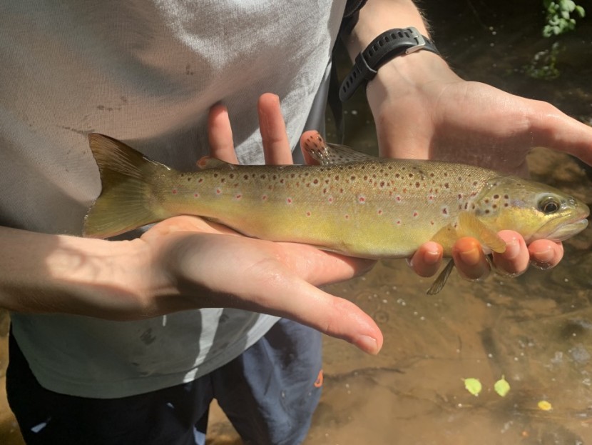 Longtown trout - TL from Kingsland